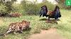 45 Moments Eagle Attacked Cub Before Mother Leopard Arrived And The Eding Animal Fights