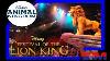4k Festival Of The Lion King Animal Kingdom