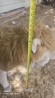 Automated Animatronic Large Lion