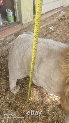 Automated Animatronic Large Lion