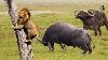 Buffalo Too Late To Rescue His Friend From Lion King Of Lion Run Away From Buffalo Lion Buffalo