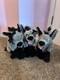 Rare 2011 Authentic Disney Store The Lion King Banzai Shenzi Ed Plush Hyena Set