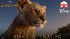 The Lion King 2019 New Trailer Official Disney Uk