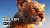 The Lion King Official Trailer 2 2019 Disney Live Action Movie Hd