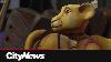 The Lion King Roars Back Onto The Montreal Stage
