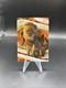 2025 Topps Chrome Disney Mufasa R&eacute;fracteur Lava /15 Le Roi Lion