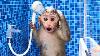 Bébé Singe Bon Bon Va Aux Toilettes Et Joue Avec Des Canetons Dans La Piscine