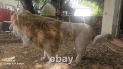 Lion grand animatronique automatisé