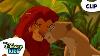 Simba Et Nala Se Retrouvent Le Roi Lion Disneykids